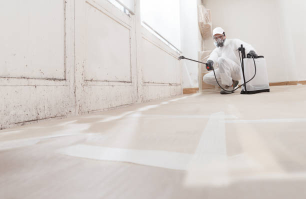 Black mold remediation team in Carrollton
