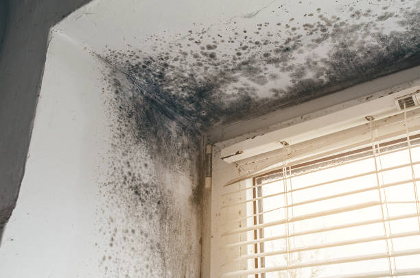 Mold Removal service in Carrollton